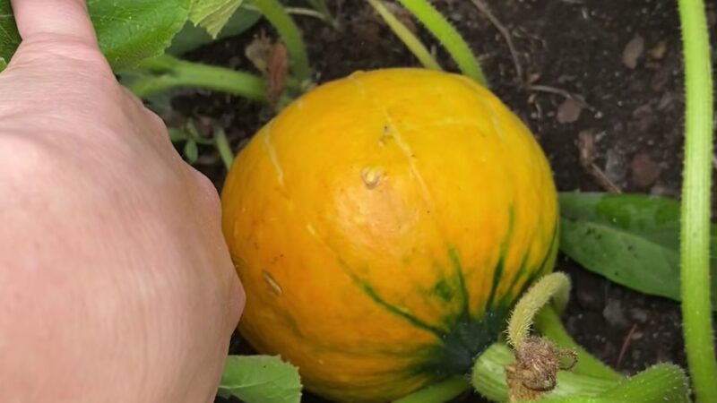 James J. Braddock Community Garden in North Bergen - North Bergen, NJ