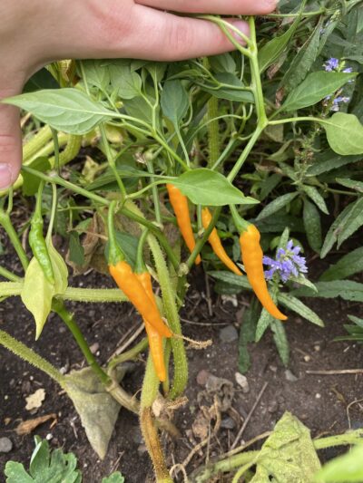 James J. Braddock Community Garden in North Bergen - North Bergen, NJ