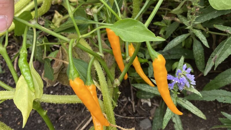 James J. Braddock Community Garden in North Bergen - North Bergen, NJ