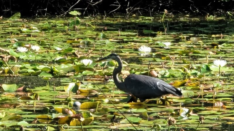 Mill Pond Trail - North Brunswick Township, NJ
