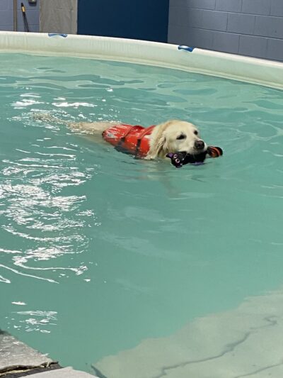 Wag-n-Splash - North Charleston, SC
