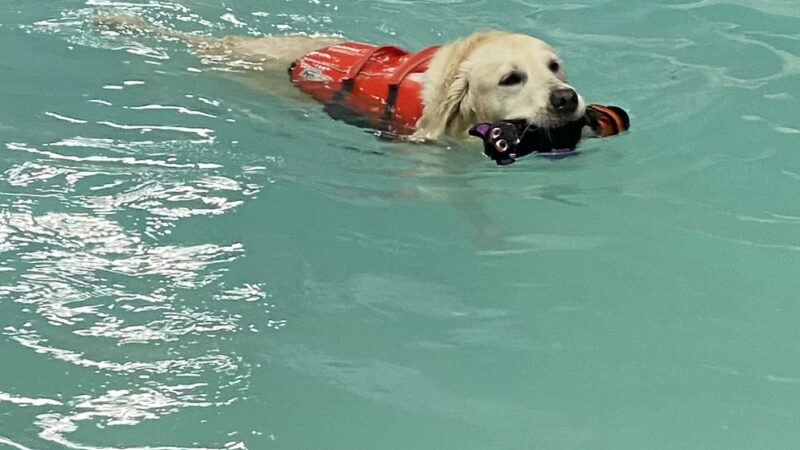 Wag-n-Splash - North Charleston, SC