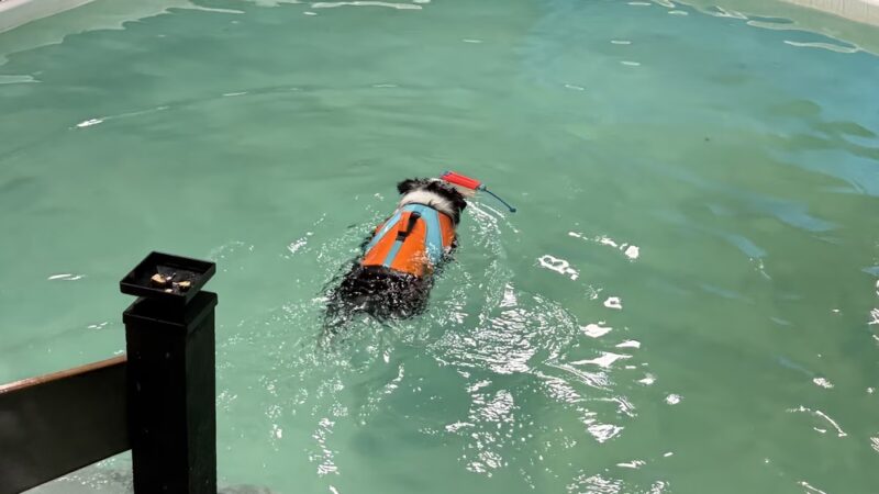 Wag-n-Splash - North Charleston, SC