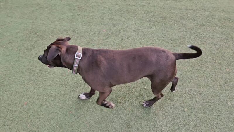 Wescott Dog park - North Charleston, SC