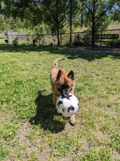 Wescott Dog park - North Charleston, SC