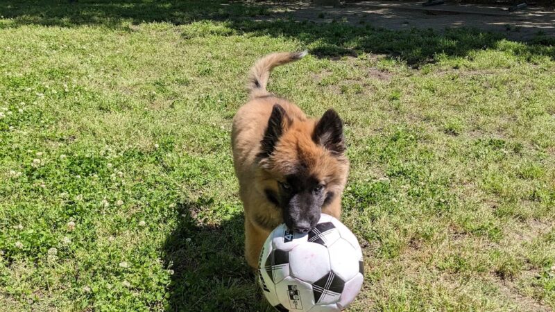 Wescott Dog park - North Charleston, SC