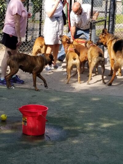 Wescott Dog park - North Charleston, SC