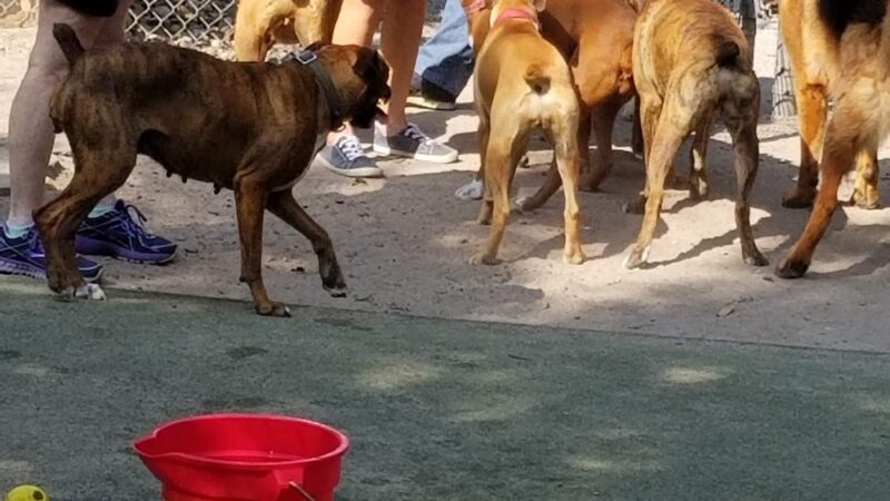 Wescott Dog park - North Charleston, SC
