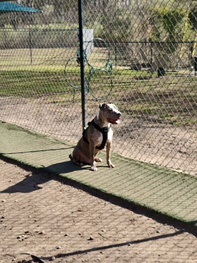 Wescott Dog park - North Charleston, SC