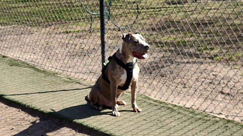Wescott Dog park - North Charleston, SC