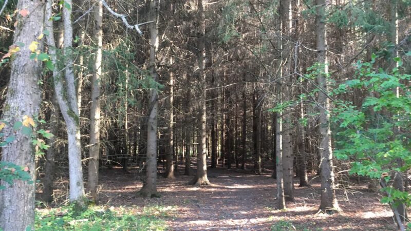 Black Creek Park - North Chili, NY