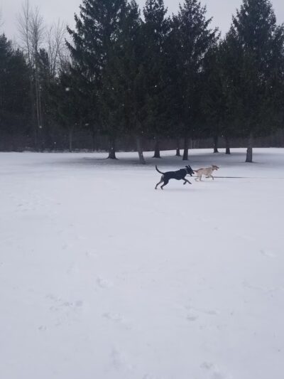 Black Creek Park - North Chili, NY