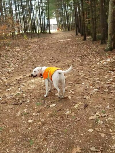 Whitaker Woods - North Conway, NH