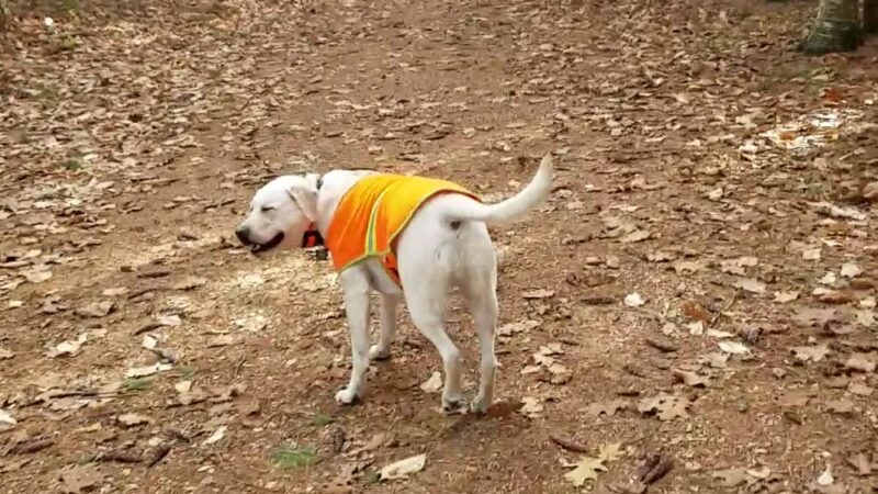Whitaker Woods - North Conway, NH