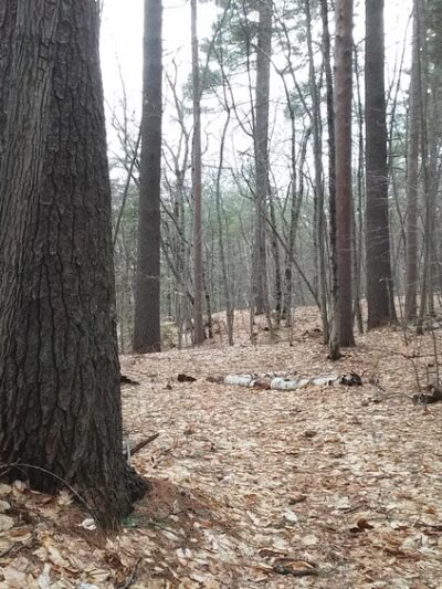 Whitaker Woods - North Conway, NH