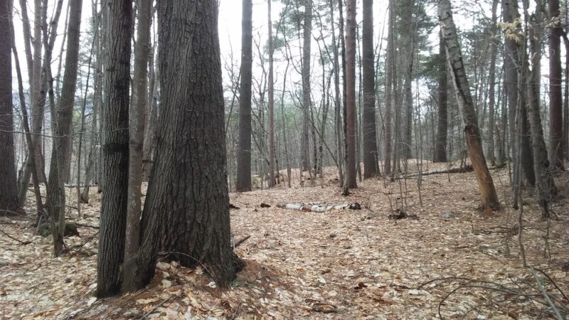 Whitaker Woods - North Conway, NH