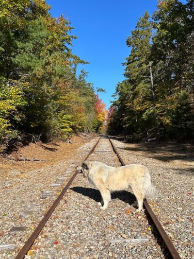 Whitaker Woods - North Conway, NH