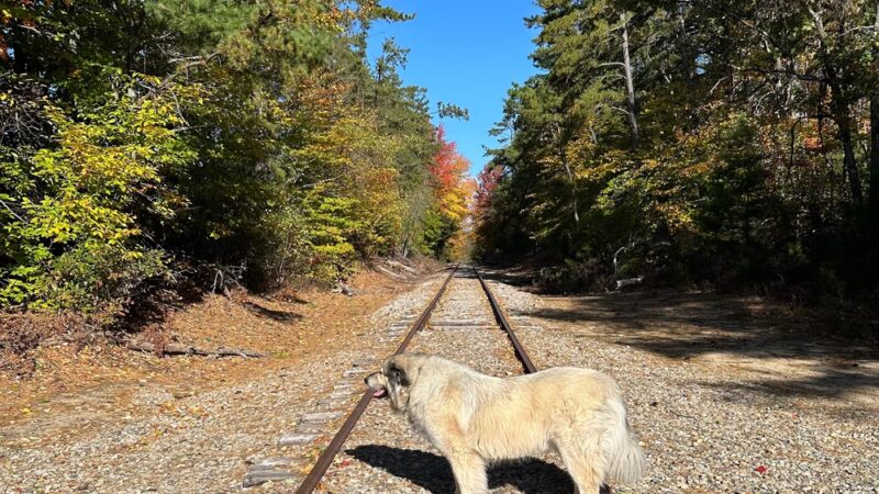 Whitaker Woods - North Conway, NH