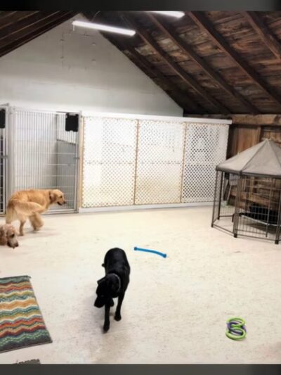Newara's Dog House - North East, PA
