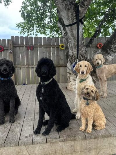 Newara's Dog House - North East, PA