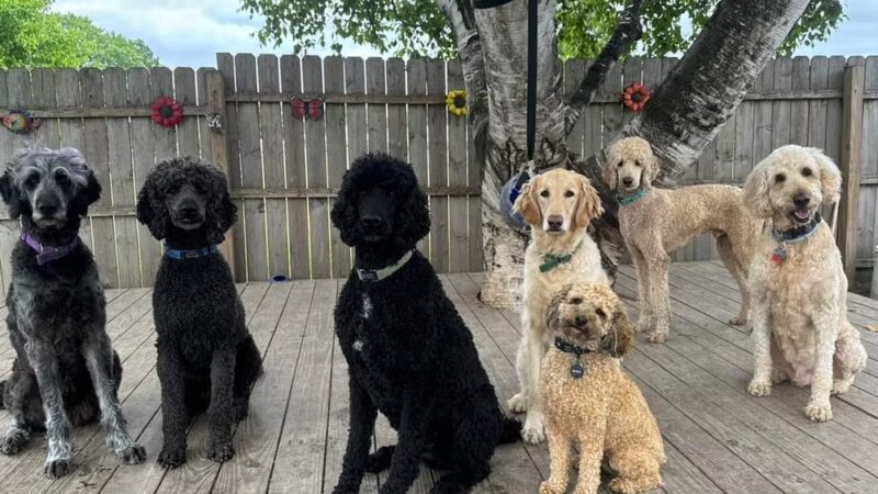 Newara's Dog House - North East, PA