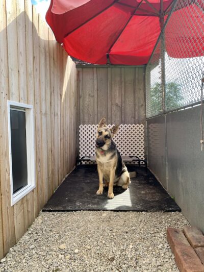 Newara's Dog House - North East, PA