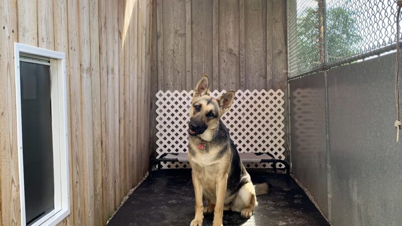 Newara's Dog House - North East, PA