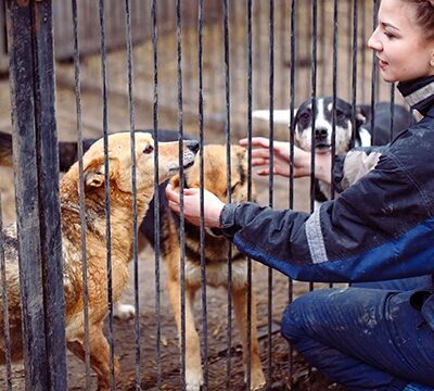 Woodes Kennels - North Hampton, NH