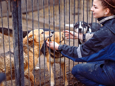 Woodes Kennels - North Hampton, NH