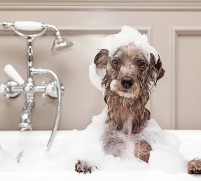 Woodes Kennels - North Hampton, NH