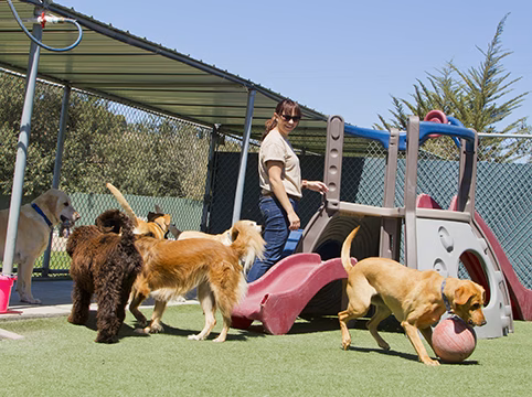 Woodes Kennels - North Hampton, NH