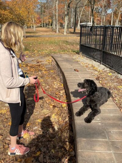 North Jersey K9 - ,