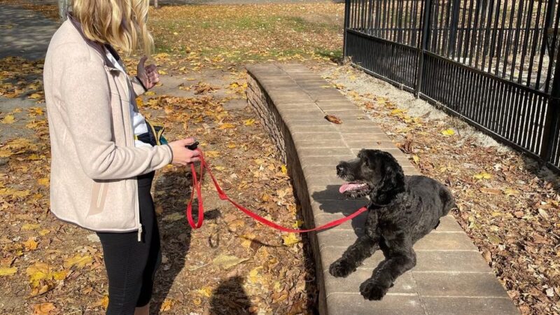 North Jersey K9 - ,