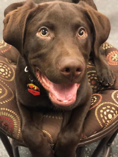 North Jersey K9 - ,