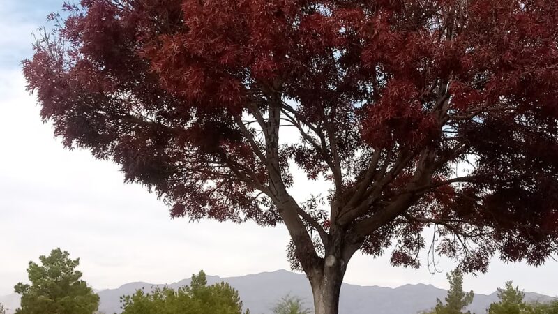 Cheyenne Ridge Park - North Las Vegas, NV