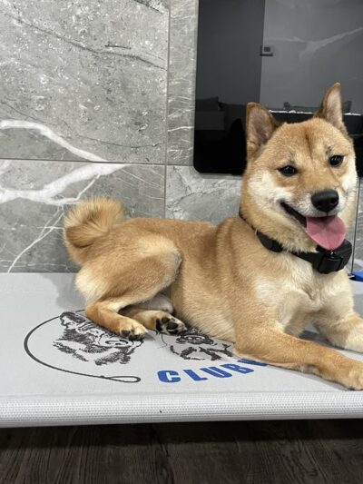 Club K9 - North Las Vegas, NV