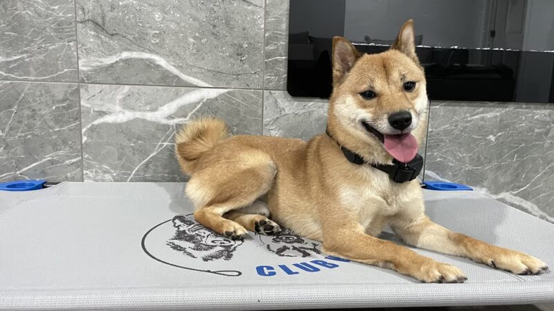 Club K9 - North Las Vegas, NV