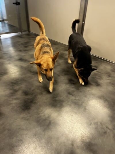 Club K9 - North Las Vegas, NV