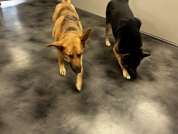 Club K9 - North Las Vegas, NV