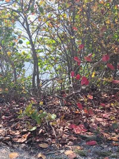 Oleta River State Park Alligator Pavilion - North Miami Beach, FL