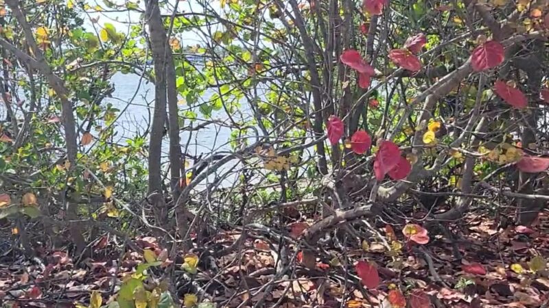 Oleta River State Park Alligator Pavilion - North Miami Beach, FL