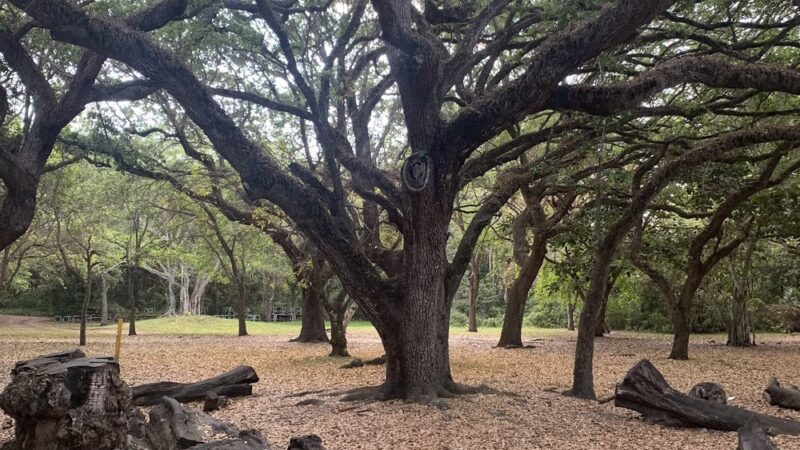 Playground Greynolds - North Miami Beach, FL