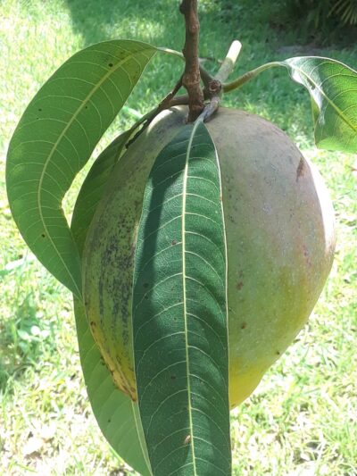 Oleander Park - North Miami, FL