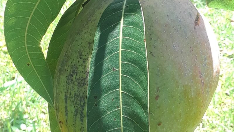 Oleander Park - North Miami, FL