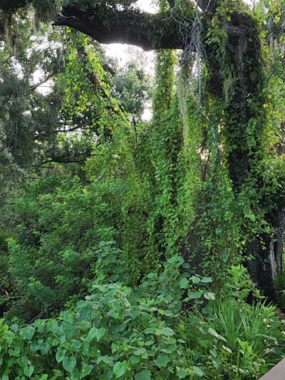Myakkahatchee Creek Greenway Trail - North Port, FL