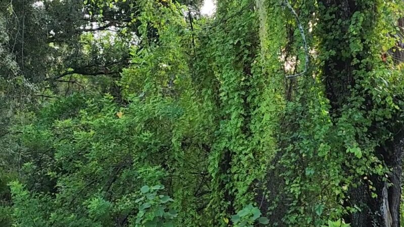 Myakkahatchee Creek Greenway Trail - North Port, FL
