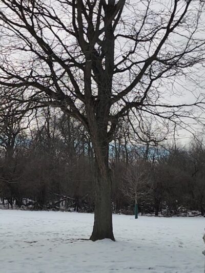 McCormick Woods - North Riverside, IL