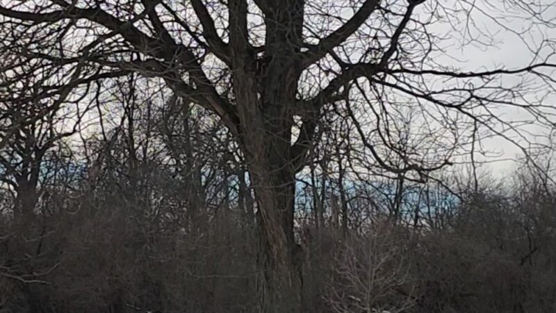 McCormick Woods - North Riverside, IL