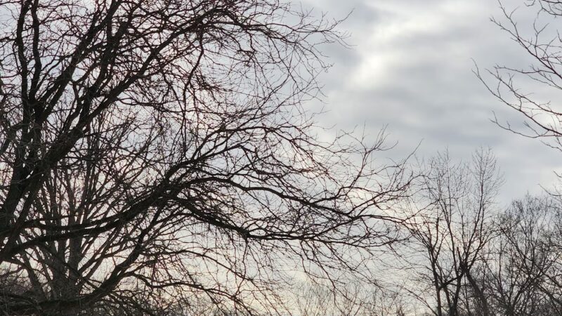 McCormick Woods - North Riverside, IL