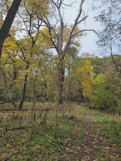 McCormick Woods - North Riverside, IL